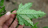  ( - BioBot01883)  @11 [ ] CreativeCommons - Attribution Non-Commercial Share-Alike (2010) Daniel H. Janzen Guanacaste Dry Forest Conservation Fund