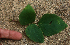  ( - BioBot01886)  @11 [ ] CreativeCommons - Attribution Non-Commercial Share-Alike (2010) Daniel H. Janzen Guanacaste Dry Forest Conservation Fund