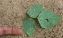  ( - BioBot01886)  @11 [ ] CreativeCommons - Attribution Non-Commercial Share-Alike (2010) Daniel H. Janzen Guanacaste Dry Forest Conservation Fund