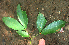  ( - BioBot01889)  @11 [ ] CreativeCommons - Attribution Non-Commercial Share-Alike (2010) Daniel H. Janzen Guanacaste Dry Forest Conservation Fund