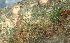  ( - BioBot01890)  @11 [ ] CreativeCommons - Attribution Non-Commercial Share-Alike (2010) Daniel H. Janzen Guanacaste Dry Forest Conservation Fund