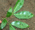  ( - BioBot01890)  @11 [ ] CreativeCommons - Attribution Non-Commercial Share-Alike (2010) Daniel H. Janzen Guanacaste Dry Forest Conservation Fund