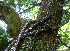  ( - BioBot01891)  @11 [ ] CreativeCommons - Attribution Non-Commercial Share-Alike (2010) Daniel H. Janzen Guanacaste Dry Forest Conservation Fund