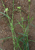  ( - BioBot01906)  @11 [ ] CreativeCommons - Attribution Non-Commercial Share-Alike (2010) Daniel H. Janzen Guanacaste Dry Forest Conservation Fund