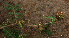  ( - BioBot01916)  @11 [ ] CreativeCommons - Attribution Non-Commercial Share-Alike (2010) Daniel H. Janzen Guanacaste Dry Forest Conservation Fund
