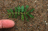  ( - BioBot01916)  @11 [ ] CreativeCommons - Attribution Non-Commercial Share-Alike (2010) Daniel H. Janzen Guanacaste Dry Forest Conservation Fund