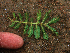  ( - BioBot01916)  @11 [ ] CreativeCommons - Attribution Non-Commercial Share-Alike (2010) Daniel H. Janzen Guanacaste Dry Forest Conservation Fund