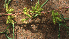  ( - BioBot01920)  @11 [ ] CreativeCommons - Attribution Non-Commercial Share-Alike (2010) Daniel H. Janzen Guanacaste Dry Forest Conservation Fund