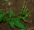  ( - BioBot01925)  @11 [ ] CreativeCommons - Attribution Non-Commercial Share-Alike (2010) Daniel H. Janzen Guanacaste Dry Forest Conservation Fund