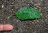  ( - BioBot01925)  @11 [ ] CreativeCommons - Attribution Non-Commercial Share-Alike (2010) Daniel H. Janzen Guanacaste Dry Forest Conservation Fund