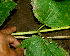  ( - BioBot01931)  @11 [ ] CreativeCommons - Attribution Non-Commercial Share-Alike (2010) Daniel H. Janzen Guanacaste Dry Forest Conservation Fund