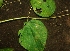  ( - BioBot01932)  @11 [ ] CreativeCommons - Attribution Non-Commercial Share-Alike (2010) Daniel H. Janzen Guanacaste Dry Forest Conservation Fund