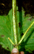  ( - BioBot01933)  @12 [ ] CreativeCommons - Attribution Non-Commercial Share-Alike (2010) Daniel H. Janzen Guanacaste Dry Forest Conservation Fund