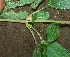  ( - BioBot01938)  @11 [ ] CreativeCommons - Attribution Non-Commercial Share-Alike (2010) Daniel H. Janzen Guanacaste Dry Forest Conservation Fund