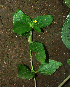  ( - BioBot01939)  @11 [ ] CreativeCommons - Attribution Non-Commercial Share-Alike (2010) Daniel H. Janzen Guanacaste Dry Forest Conservation Fund