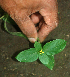  ( - BioBot01939)  @11 [ ] CreativeCommons - Attribution Non-Commercial Share-Alike (2010) Daniel H. Janzen Guanacaste Dry Forest Conservation Fund