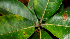  ( - BioBot01940)  @11 [ ] CreativeCommons - Attribution Non-Commercial Share-Alike (2010) Daniel H. Janzen Guanacaste Dry Forest Conservation Fund