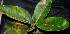  ( - BioBot01940)  @11 [ ] CreativeCommons - Attribution Non-Commercial Share-Alike (2010) Daniel H. Janzen Guanacaste Dry Forest Conservation Fund