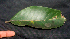  ( - BioBot01940)  @11 [ ] CreativeCommons - Attribution Non-Commercial Share-Alike (2010) Daniel H. Janzen Guanacaste Dry Forest Conservation Fund