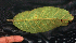  ( - BioBot01940)  @11 [ ] CreativeCommons - Attribution Non-Commercial Share-Alike (2010) Daniel H. Janzen Guanacaste Dry Forest Conservation Fund