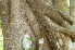  ( - BioBot01941)  @11 [ ] CreativeCommons - Attribution Non-Commercial Share-Alike (2010) Daniel H. Janzen Guanacaste Dry Forest Conservation Fund