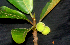 ( - BioBot01941)  @11 [ ] CreativeCommons - Attribution Non-Commercial Share-Alike (2010) Daniel H. Janzen Guanacaste Dry Forest Conservation Fund