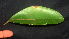  ( - BioBot01941)  @11 [ ] CreativeCommons - Attribution Non-Commercial Share-Alike (2010) Daniel H. Janzen Guanacaste Dry Forest Conservation Fund