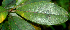  ( - BioBot01942)  @11 [ ] CreativeCommons - Attribution Non-Commercial Share-Alike (2010) Daniel H. Janzen Guanacaste Dry Forest Conservation Fund