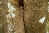  ( - BioBot01942)  @11 [ ] CreativeCommons - Attribution Non-Commercial Share-Alike (2010) Daniel H. Janzen Guanacaste Dry Forest Conservation Fund