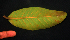  ( - BioBot01942)  @11 [ ] CreativeCommons - Attribution Non-Commercial Share-Alike (2010) Daniel H. Janzen Guanacaste Dry Forest Conservation Fund