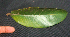  ( - BioBot01942)  @11 [ ] CreativeCommons - Attribution Non-Commercial Share-Alike (2010) Daniel H. Janzen Guanacaste Dry Forest Conservation Fund