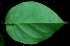  ( - BioBot01951)  @11 [ ] CreativeCommons - Attribution Non-Commercial Share-Alike (2010) Daniel H. Janzen Guanacaste Dry Forest Conservation Fund