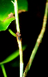  ( - BioBot01951)  @11 [ ] CreativeCommons - Attribution Non-Commercial Share-Alike (2010) Daniel H. Janzen Guanacaste Dry Forest Conservation Fund