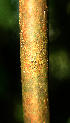  ( - BioBot01952)  @11 [ ] CreativeCommons - Attribution Non-Commercial Share-Alike (2010) Daniel H. Janzen Guanacaste Dry Forest Conservation Fund
