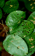  ( - BioBot01952)  @11 [ ] CreativeCommons - Attribution Non-Commercial Share-Alike (2010) Daniel H. Janzen Guanacaste Dry Forest Conservation Fund