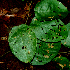  ( - BioBot01952)  @11 [ ] CreativeCommons - Attribution Non-Commercial Share-Alike (2010) Daniel H. Janzen Guanacaste Dry Forest Conservation Fund