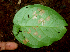  ( - BioBot01952)  @11 [ ] CreativeCommons - Attribution Non-Commercial Share-Alike (2010) Daniel H. Janzen Guanacaste Dry Forest Conservation Fund