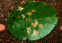  ( - BioBot01952)  @11 [ ] CreativeCommons - Attribution Non-Commercial Share-Alike (2010) Daniel H. Janzen Guanacaste Dry Forest Conservation Fund