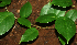  ( - BioBot01958)  @11 [ ] CreativeCommons - Attribution Non-Commercial Share-Alike (2010) Daniel H. Janzen Guanacaste Dry Forest Conservation Fund