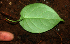  ( - BioBot01958)  @11 [ ] CreativeCommons - Attribution Non-Commercial Share-Alike (2010) Daniel H. Janzen Guanacaste Dry Forest Conservation Fund
