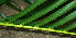  ( - BioBot01977)  @11 [ ] CreativeCommons - Attribution Non-Commercial Share-Alike (2010) Daniel H. Janzen Guanacaste Dry Forest Conservation Fund