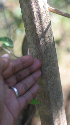  ( - BioBot01979)  @11 [ ] CreativeCommons - Attribution Non-Commercial Share-Alike (2010) Daniel H. Janzen Guanacaste Dry Forest Conservation Fund