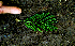  ( - BioBot01980)  @11 [ ] CreativeCommons - Attribution Non-Commercial Share-Alike (2010) Daniel H. Janzen Guanacaste Dry Forest Conservation Fund