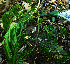  ( - BioBot01981)  @11 [ ] CreativeCommons - Attribution Non-Commercial Share-Alike (2010) Daniel H. Janzen Guanacaste Dry Forest Conservation Fund