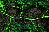  ( - BioBot01981)  @11 [ ] CreativeCommons - Attribution Non-Commercial Share-Alike (2010) Daniel H. Janzen Guanacaste Dry Forest Conservation Fund