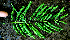  ( - BioBot01981)  @11 [ ] CreativeCommons - Attribution Non-Commercial Share-Alike (2010) Daniel H. Janzen Guanacaste Dry Forest Conservation Fund