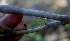  (Simsia - BioBot01982)  @11 [ ] CreativeCommons - Attribution Non-Commercial Share-Alike (2010) Daniel H. Janzen Guanacaste Dry Forest Conservation Fund