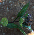  ( - BioBot01984)  @11 [ ] CreativeCommons - Attribution Non-Commercial Share-Alike (2010) Daniel H. Janzen Guanacaste Dry Forest Conservation Fund