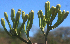  ( - BioBot01990)  @11 [ ] CreativeCommons - Attribution Non-Commercial Share-Alike (2010) Daniel H. Janzen Guanacaste Dry Forest Conservation Fund