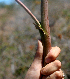  ( - BioBot01990)  @11 [ ] CreativeCommons - Attribution Non-Commercial Share-Alike (2010) Daniel H. Janzen Guanacaste Dry Forest Conservation Fund